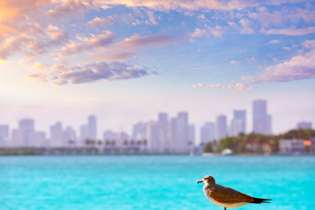 Miami Beach view with downtown Miami skyline under blue skies, representing Leaseback Benefits in Miami's real estate market.